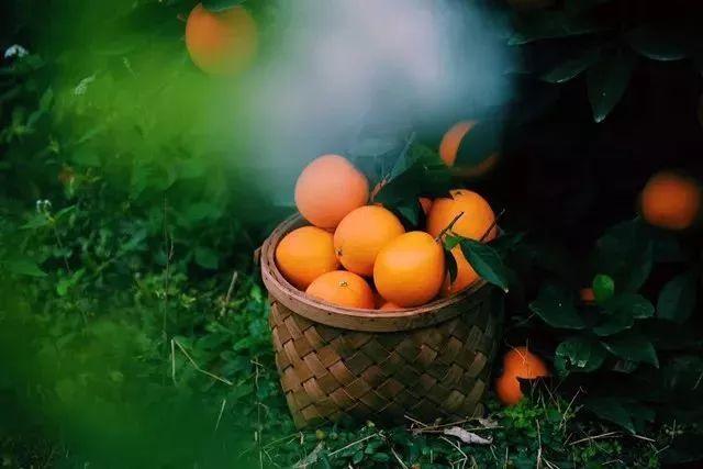 秋季吃柳丁有什麼好處？